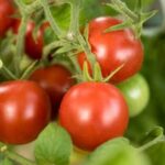 Image of various vegetable seedlings labeled 'What are the Best Vegetables for Container Gardening?'