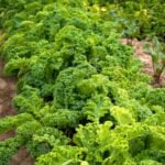 Assortment of top-rated, beginner-friendly vegetable gardening books - the ultimate guide!