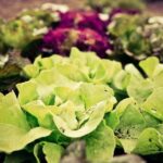 Benefits of Using New Pressure Treated Wood for Safe Vegetable Gardens