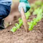 Step-by-step guide on Augusta vegetable gardening: learn how to cultivate a thriving garden