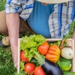 Using Garden Safe Diatomaceous Earth: Ensuring Safety for Your Vegetable Gardens