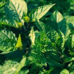 Register your vegetable gardens with USDA now to stay informed and actively contribute to the community