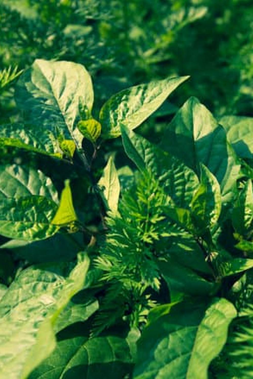 Register your vegetable gardens with USDA now to stay informed and actively contribute to the community