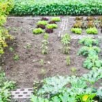 Fish compost enhances vegetable gardens by providing beneficial nutrients for healthier and thriving plants