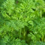 Image showing the significant increase in the percentage of vegetables grown in Victory Gardens