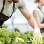 Cedar wood's suitability for vegetable gardens: benefits, considerations, and effective uses