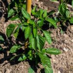 Best Animal Manure for Vegetable Gardens: maximize nutrients from horse or cow manure