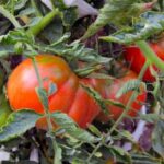 Learn about what is backyard vegetable gardening - a guide to growing fresh produce at home
