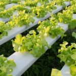 Recommended container sizes for vegetable gardening: How large should containers be for vegetable gardening