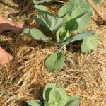 Marigold: Beneficial companion for vegetable gardens, attracting pollinators and repelling pests