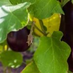 Organic potting mix for container vegetable gardens to ensure proper drainage and nutrient-rich soil