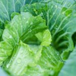 Is Store Bought Steer Manure Beneficial for Vegetable Gardens Learn More Here