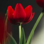 Essential for Indoor Gardens: Grow Lights for Healthy Vegetable Growth