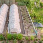 Natural Pest Control: Utilize Whey as Bug Repellent in Vegetable Gardens