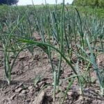 Should You Mulch Vegetable Gardens Importance of Mulching in Vegetable Gardens: What You Need to Know