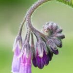 When to Start Gardening Vegetables: Tips for Beginners