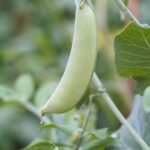 Triple 16 Fertilizer: Ideal for Vegetable Gardens