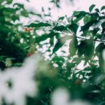 Riverbed sand: ideal for vegetable gardens. Ensure proper drainage and nutrient absorption