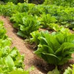 Using Treated Landscape Timbers for Organic Vegetable Gardens: Tips for Safe and Sustainable Gardening