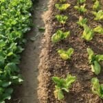 How much to water vegetable gardens: Proper hydration for healthy produce and robust growth