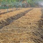 Cat deterrent methods for vegetable gardens - keeping cats away from plants and produce