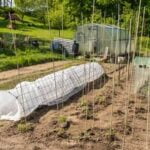 Best container vegetables: tomatoes, peppers, herbs