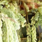 Organic and Safe: Black Cedar Mulch for Vegetable Gardens. #gardening #mulch