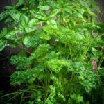 Is 12-12-12 Fertilizer Ideal for Vegetable Gardens: A Guide to Nutrient-Rich Soil