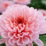 Using Dog Manure as Fertilizer for Organic Vegetable Gardens: Risks and Benefits