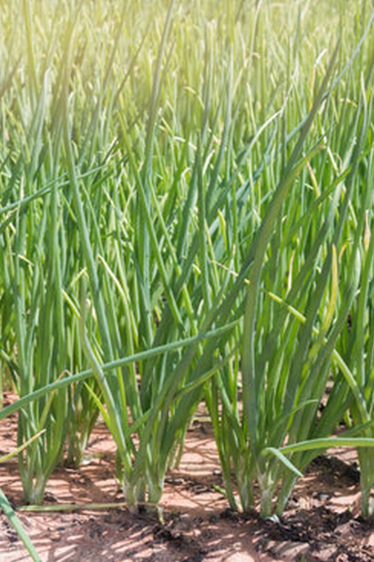 Regulations on Vegetable Gardens in Restricted Areas