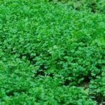 Horse manure: Great for vegetable gardens as natural fertilizer rich in nutrients