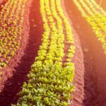 Explore rare produce options for California gardens: Exotic fruits and vegetables are abundant in the Golden State