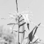 Minimize Damage: Are Moles Bad for Vegetable Gardens