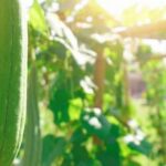 Safely eliminate ants in vegetable gardens with organic, pet-friendly ant killer for a healthy harvest