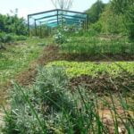 Maximizing nutrient intake and promoting sustainable living through vegetable gardening. What benefits does vegetable gardening give