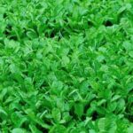 Are Pallets Safe for Vegetable Gardens Using Pallets for Vegetable Gardens: Tips for Ensuring Safety and Success