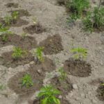 Step-by-step Milky Spore application guide for healthier vegetable gardens