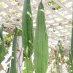 How much space intensive gardening vegetables: maximized yields in small areas for efficient urban farming