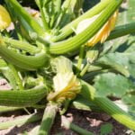 Organic compost from kitchen scraps, yard waste, and livestock manure is the best for vegetable gardens