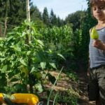 Marigolds: Natural Rabbit Deterrent for Vegetable Gardens