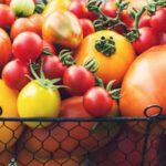 Potential vegetable garden damage: Will ants eat vegetable gardens