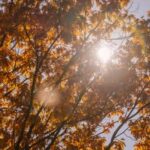 How to create successful soil for vegetable gardens: organic compost, proper drainage, and balanced nutrients