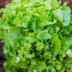 Step-by-step guide on how do you prepare the land for vegetable gardening