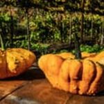 Using Roundup in vegetable gardens: consider eco-friendly alternatives for effective weed control