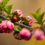 Benefits of Using Pig Manure as Organic Fertilizer for Vegetable Gardens