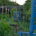 Safe choice: using cedar chips for vegetable gardens