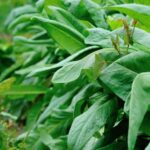 How to make organic insecticide with neem oil for healthy vegetable gardens