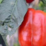 Brown mulch enriches soil, promotes growth in vegetable gardens