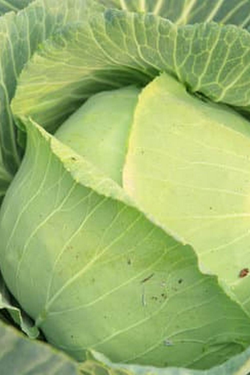 Healthy soil for thriving vegetable gardens, like potting soil, is essential for plant growth and development