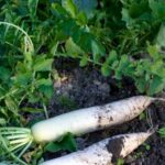 Safe Weed Killing Options for Vegetable Gardens: Eco-Friendly Solutions to Keep Your Plants Healthy